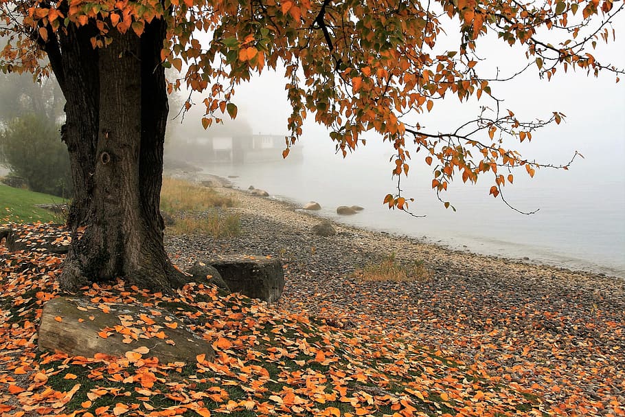 autumn-lake-tree-nature.jpg