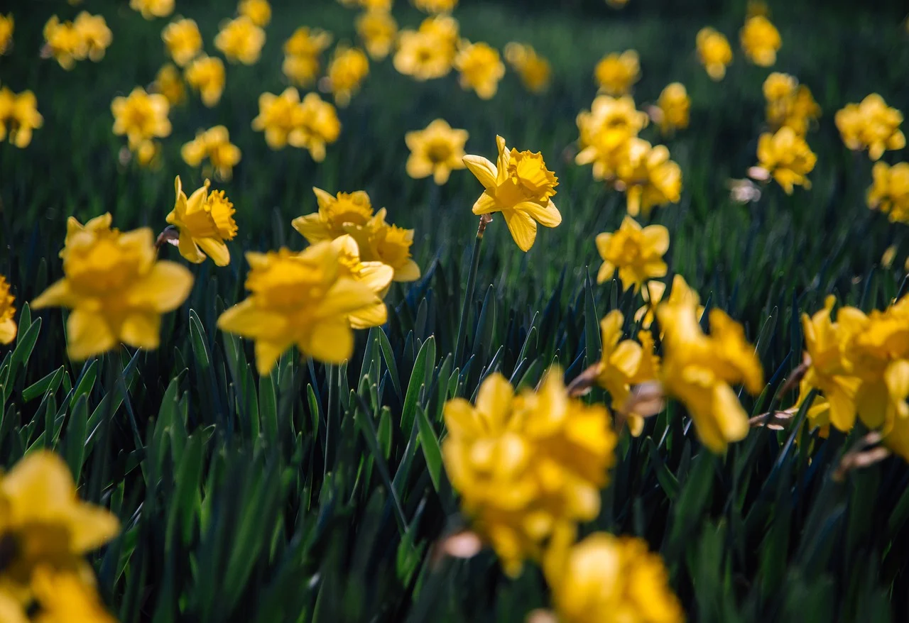 daffodils-6157253_1280.webp
