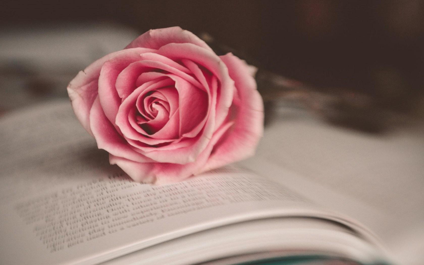 flower-pink-rose-book-mood.jpg
