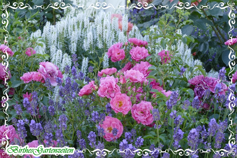 rosen-lavendel-1-hang-strac39fe-27.6.19-juni-2019-1.jpg