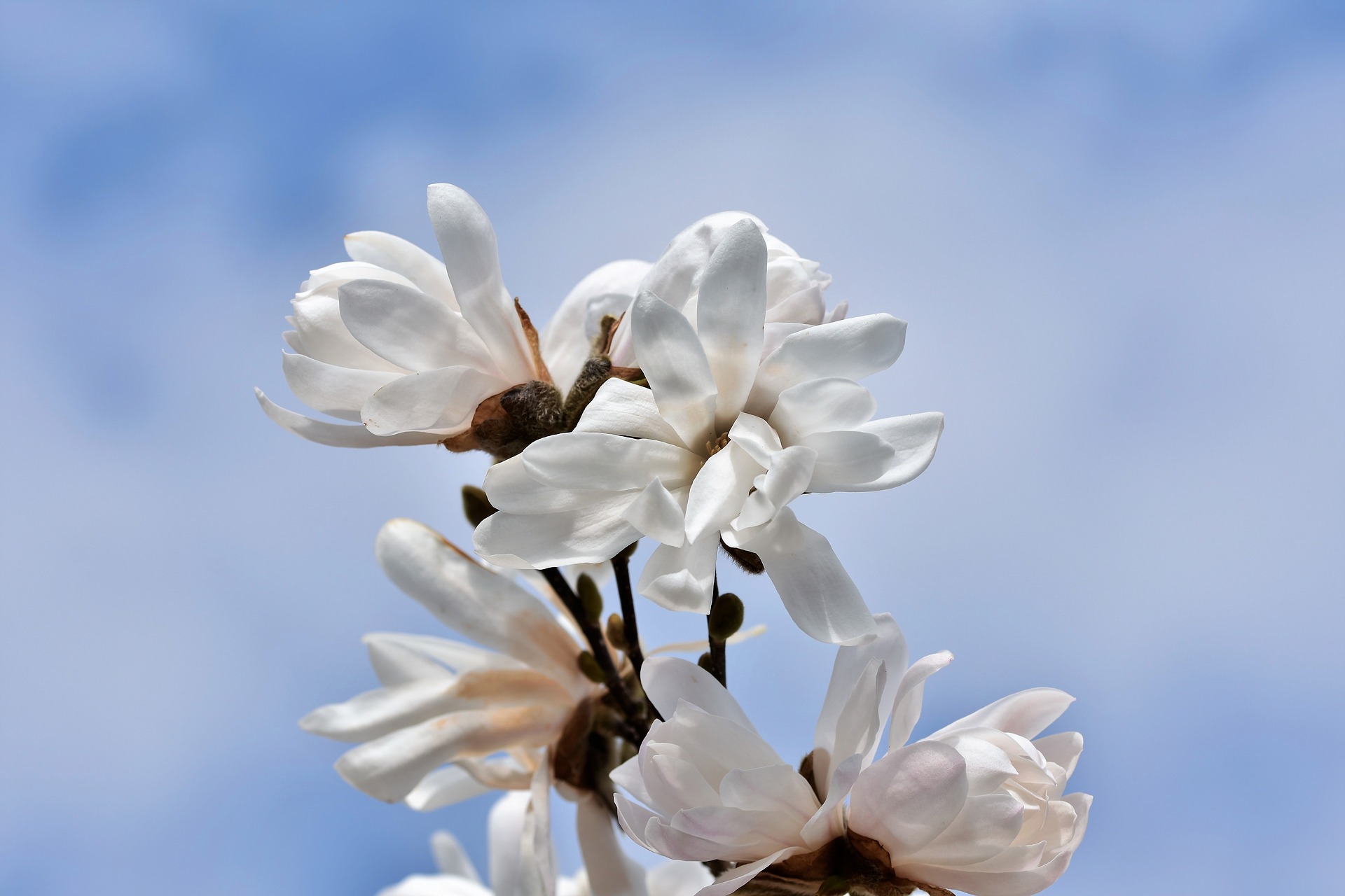 star-magnolia-4109844_1920.jpg