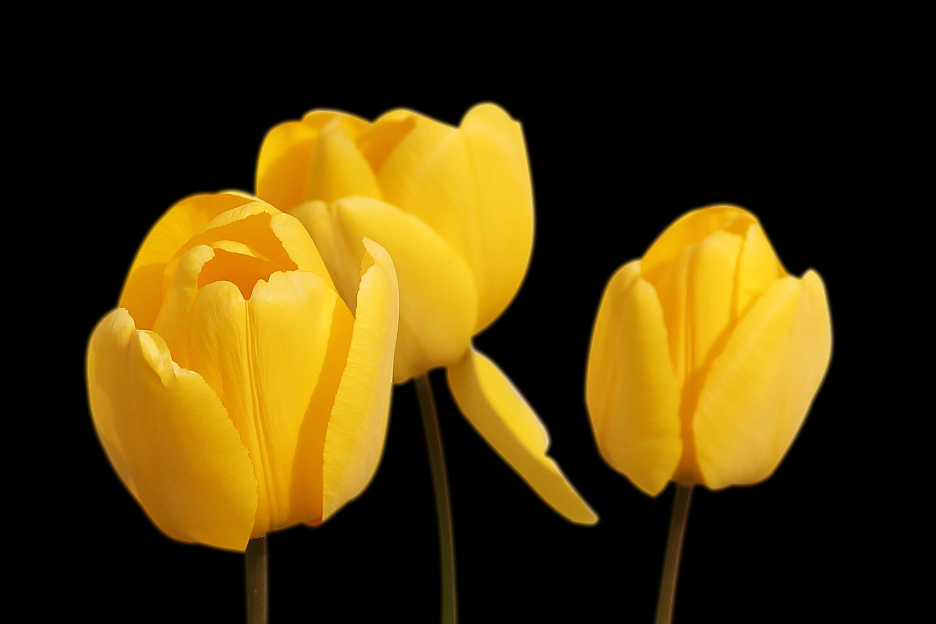 tulips-1364024_1920.jpg